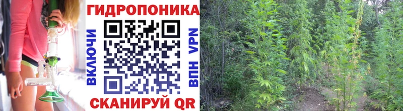 Купить закладки  Белая Холуница  Каннабис планчик 